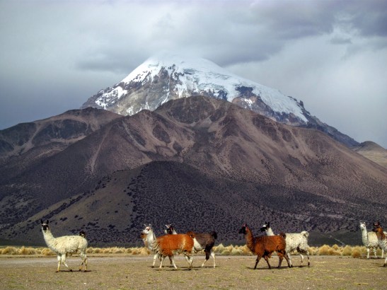 Les lamas sont du paysage en Bolivie. Ici devant le Volcan Sajama